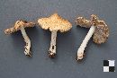 Inocybe sororia image