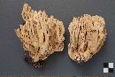 Ramaria acrisiccescens image