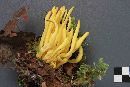 Clavulinopsis fusiformis image