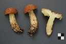 Boletus subglabripes image