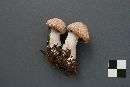 Cortinarius laniger image