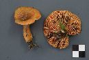 Lactarius deterrimus image