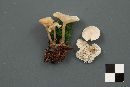 Clitocybe candicans image