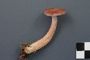 Lactarius vietus image