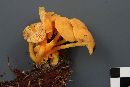 Hygrocybe tahquamenonensis image