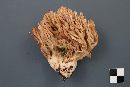 Ramaria suecica image