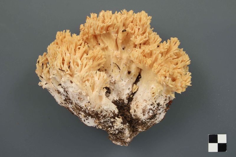 Ramaria flavicingula image