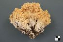 Ramaria flavicingula image