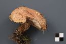 Suillus serotinus image