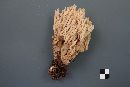 Ramaria pallida image