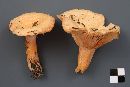 Lactarius thyinos image