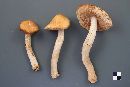 Cortinarius caperatus image