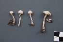 Inocybe geophylla image