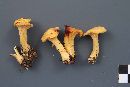 Cantharellus roseocanus image