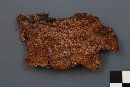 Phellinus viticola image