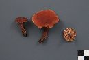 Lactarius camphoratus image