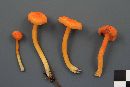 Hygrocybe turunda image