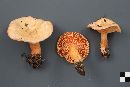 Lactarius thyinos image