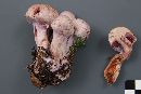 Cortinarius camphoratus image