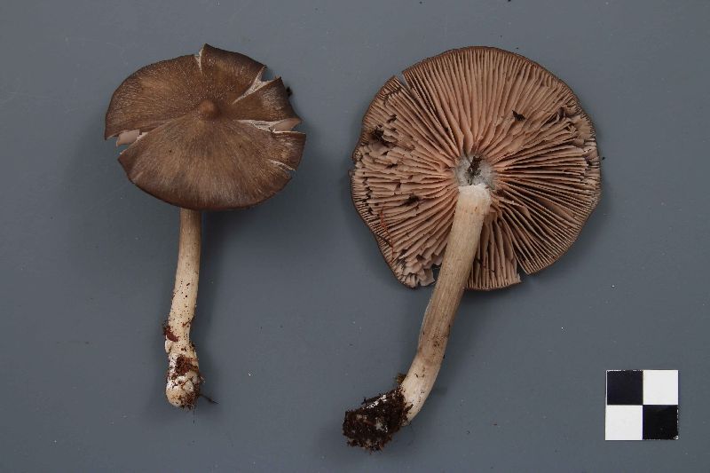 Entoloma cuniculorum image