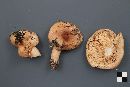 Lactarius affinis image