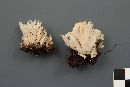 Clavulina coralloides image