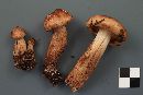 Tricholoma vaccinum image