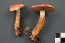 Cortinarius bolaris image