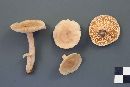 Lactarius glyciosmus image