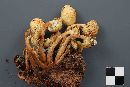 Pholiota malicola image