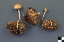 Stropharia alcis image