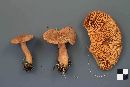 Lactarius helvus image