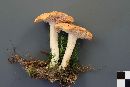 Hydnum rufescens image