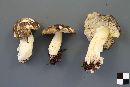 Tricholoma sejunctum image