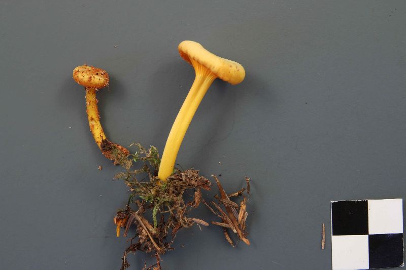 Hygrocybe vitellina image