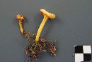 Hygrocybe vitellina image