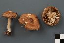 Inocybe splendens image