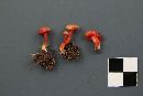 Hygrocybe phaeococcinea image