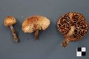 Cortinarius trivialis image