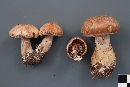 Cortinarius bivelus image