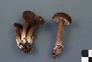 Lactarius lignyotus var. canadensis image