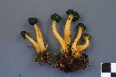 Leotia viscosa image