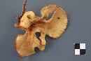 Polyporus varius image