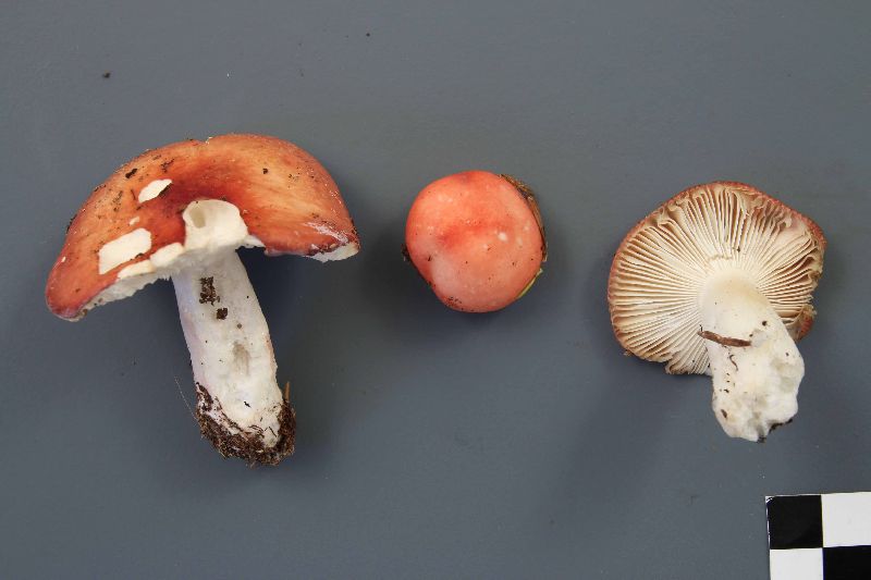 Russula griseascens image