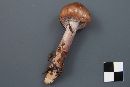 Cortinarius stillatitius image