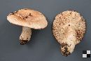 Russula compacta image