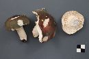 Russula variata image