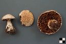 Cortinarius traganus image