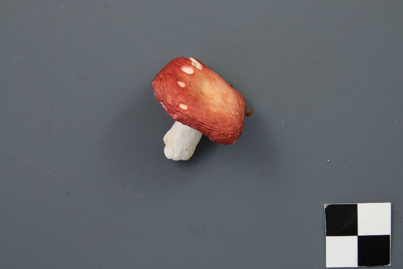 Russula griseascens image