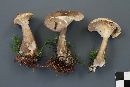 Ampulloclitocybe clavipes image